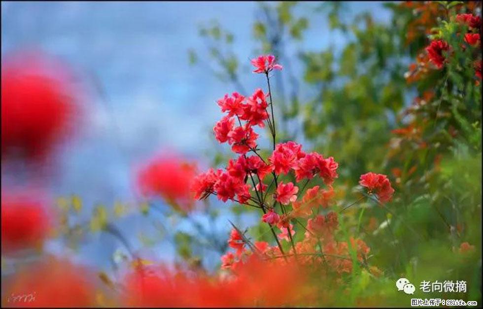 【春天,广西桂林灌阳县向您发出邀请!】登麒麟山,相约映山红 - 游山玩水 - 资阳生活社区 - 资阳28生活网 zy.28life.com