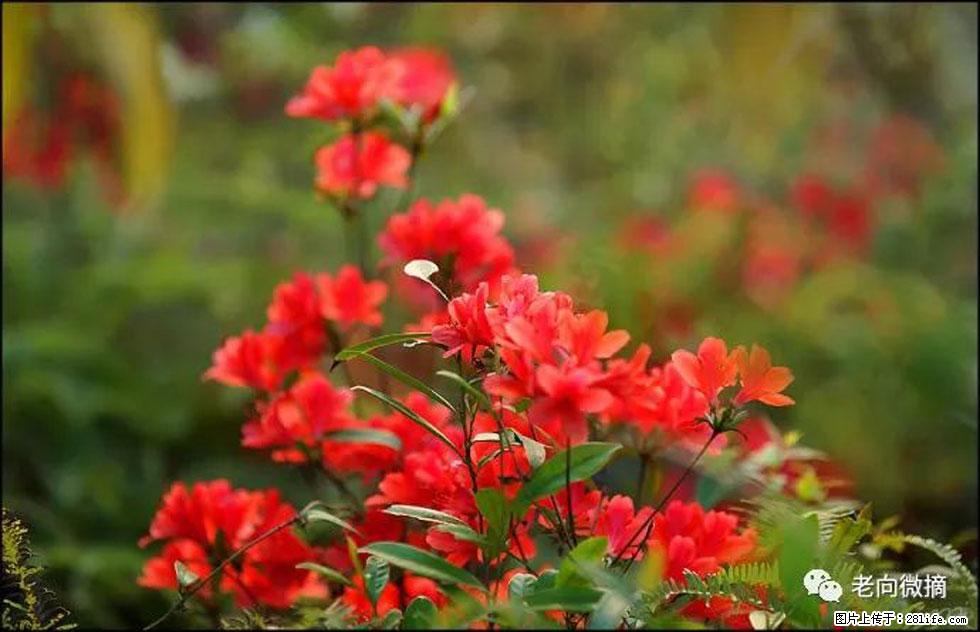 【春天,广西桂林灌阳县向您发出邀请!】登麒麟山,相约映山红 - 游山玩水 - 资阳生活社区 - 资阳28生活网 zy.28life.com