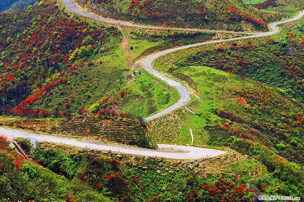 【春天,广西桂林灌阳县向您发出邀请!】春木界上映山红 - 游山玩水 - 资阳生活社区 - 资阳28生活网 zy.28life.com