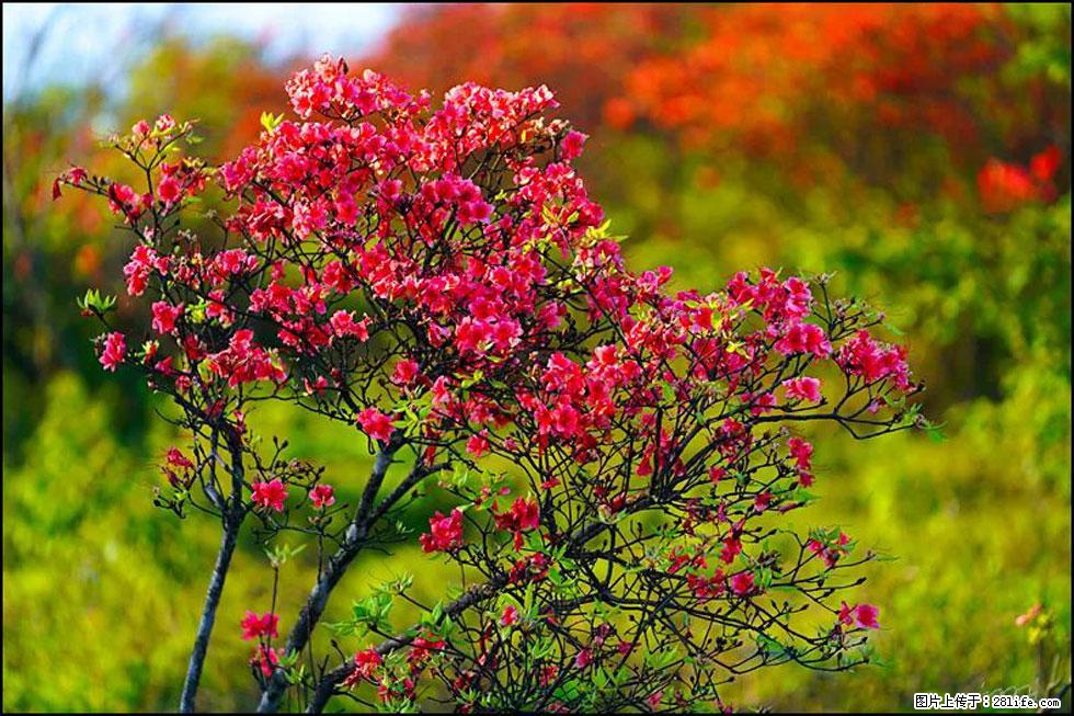 【春天,广西桂林灌阳县向您发出邀请!】春木界上映山红 - 游山玩水 - 资阳生活社区 - 资阳28生活网 zy.28life.com