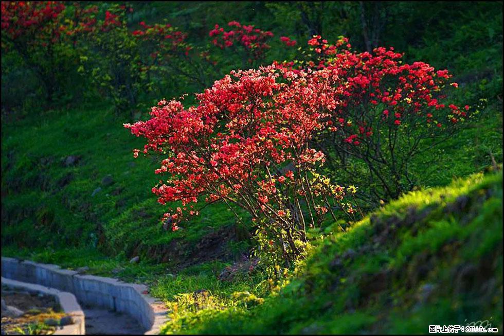 【春天,广西桂林灌阳县向您发出邀请!】春木界上映山红 - 游山玩水 - 资阳生活社区 - 资阳28生活网 zy.28life.com