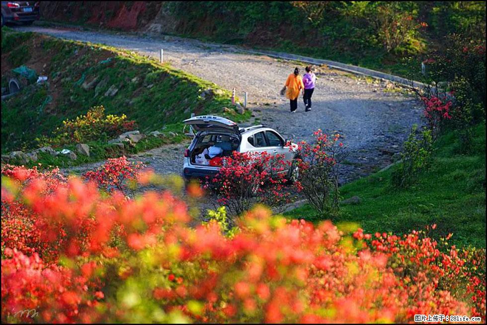 【春天,广西桂林灌阳县向您发出邀请!】春木界上映山红 - 游山玩水 - 资阳生活社区 - 资阳28生活网 zy.28life.com