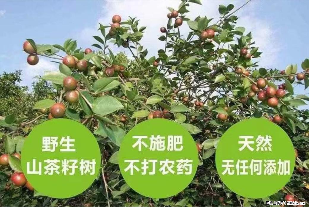 【灌阳县油茶产业示范区】一个有着充实的精神生活的人,对待身外之物自会有一种淡泊的态度 - 土特产 - 饮食特产 - 资阳分类信息 - 资阳28生活网 zy.28life.com