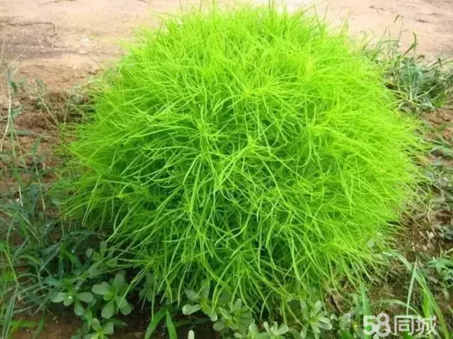 资阳市雁江七小 3室2厅1卫 - 房屋出租 - 房屋租售 - 资阳分类信息 - 资阳28生活网 zy.28life.com