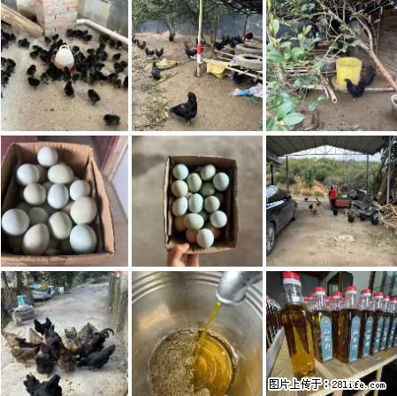 油茶园从小鸡仔开始养起的纯土鸡、土鸡蛋可以预定啦!还有前几天刚榨的纯山茶油哦 - 土特产 - 饮食特产 - 资阳分类信息 - 资阳28生活网 zy.28life.com