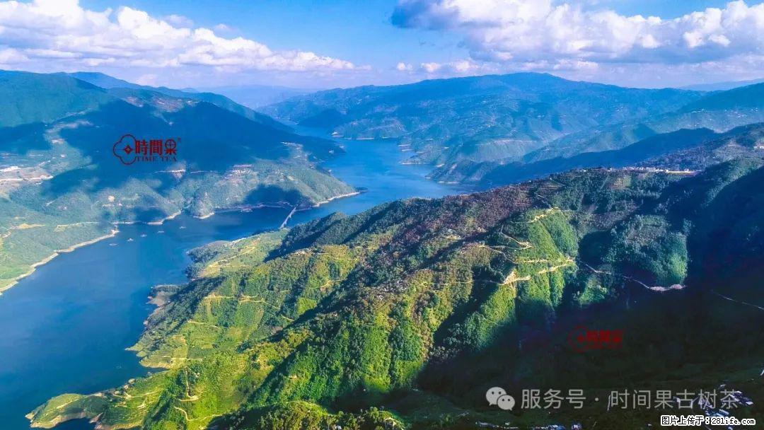 时间果百年古树龙珠普洱生茶 - 购物交流 - 资阳生活社区 - 资阳28生活网 zy.28life.com