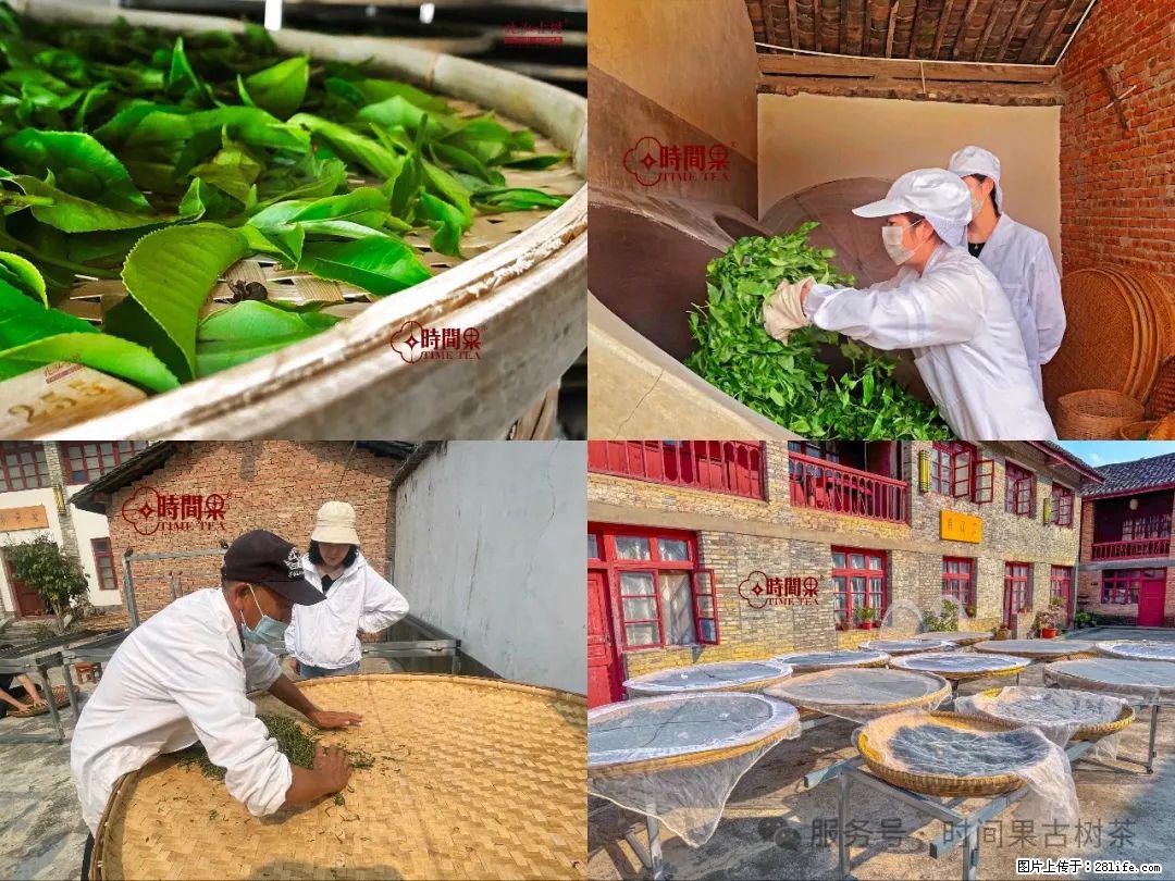 时间果百年古树龙珠普洱生茶 - 购物交流 - 资阳生活社区 - 资阳28生活网 zy.28life.com