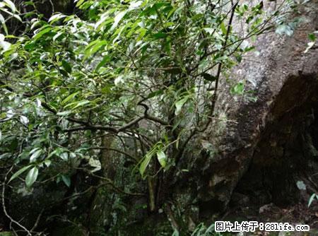 平乐石崖茶,珍贵仅次于金花茶 - 资阳生活资讯 - 资阳28生活网 zy.28life.com