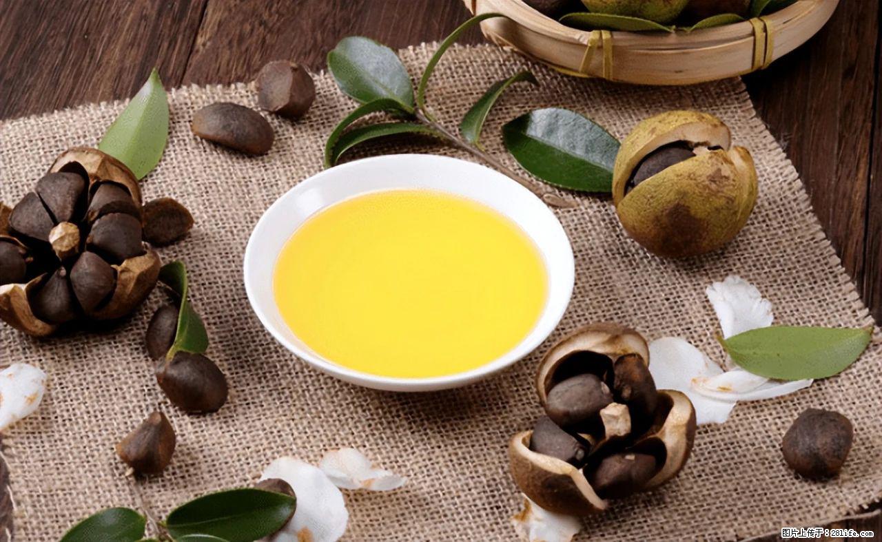 揭秘茶油的5大核心营养成分!被称为人体健康的“守护盾”! - 资阳生活资讯 - 资阳28生活网 zy.28life.com