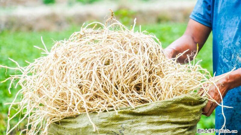 堪称“最难吃”的蔬菜，却是 “抗辐射神器”，还能护肺、清热、止咳化痰！ - 资阳生活资讯 - 资阳28生活网 zy.28life.com