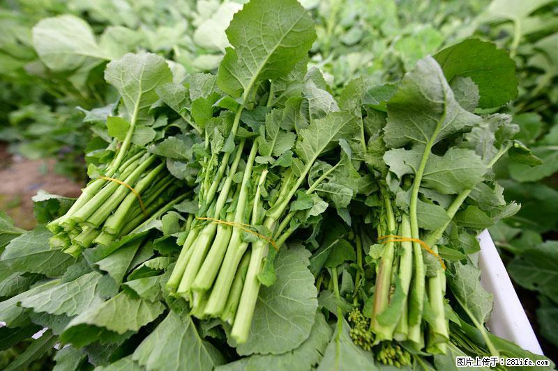这些蔬菜是“天然钙片”，这6种被医生重点推荐 - 资阳生活资讯 - 资阳28生活网 zy.28life.com